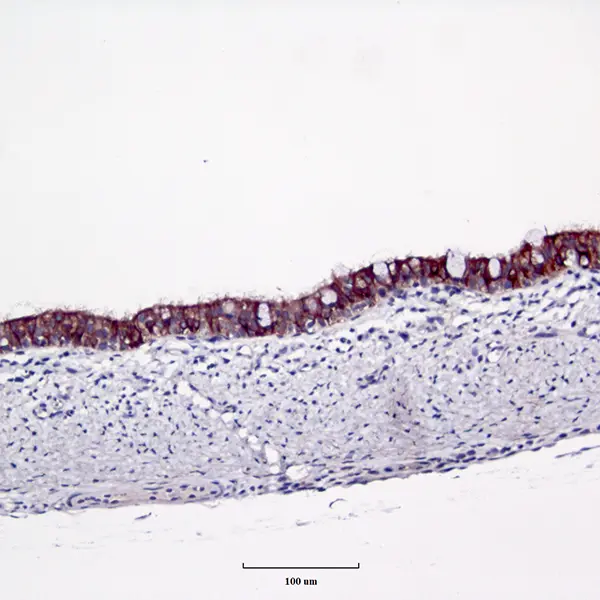 Pancytokeratin staining Porcine trachea